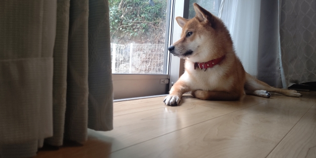 わんちゃんの無駄吠え対策にも！「インプラス」で暮らしの質がぐっと向上