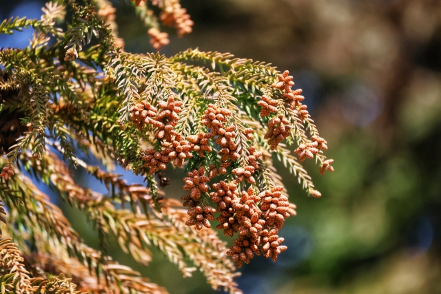 家でできる花粉症対策