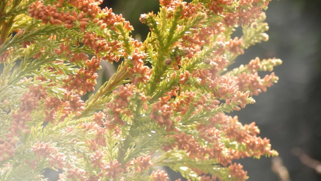 今の住まいでできる、花粉症対策のアイデア