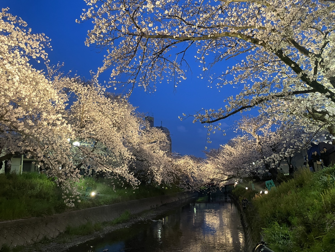 夜桜を見に「岩倉さくらまつり（五条川）」へ行ってきました🌸✨